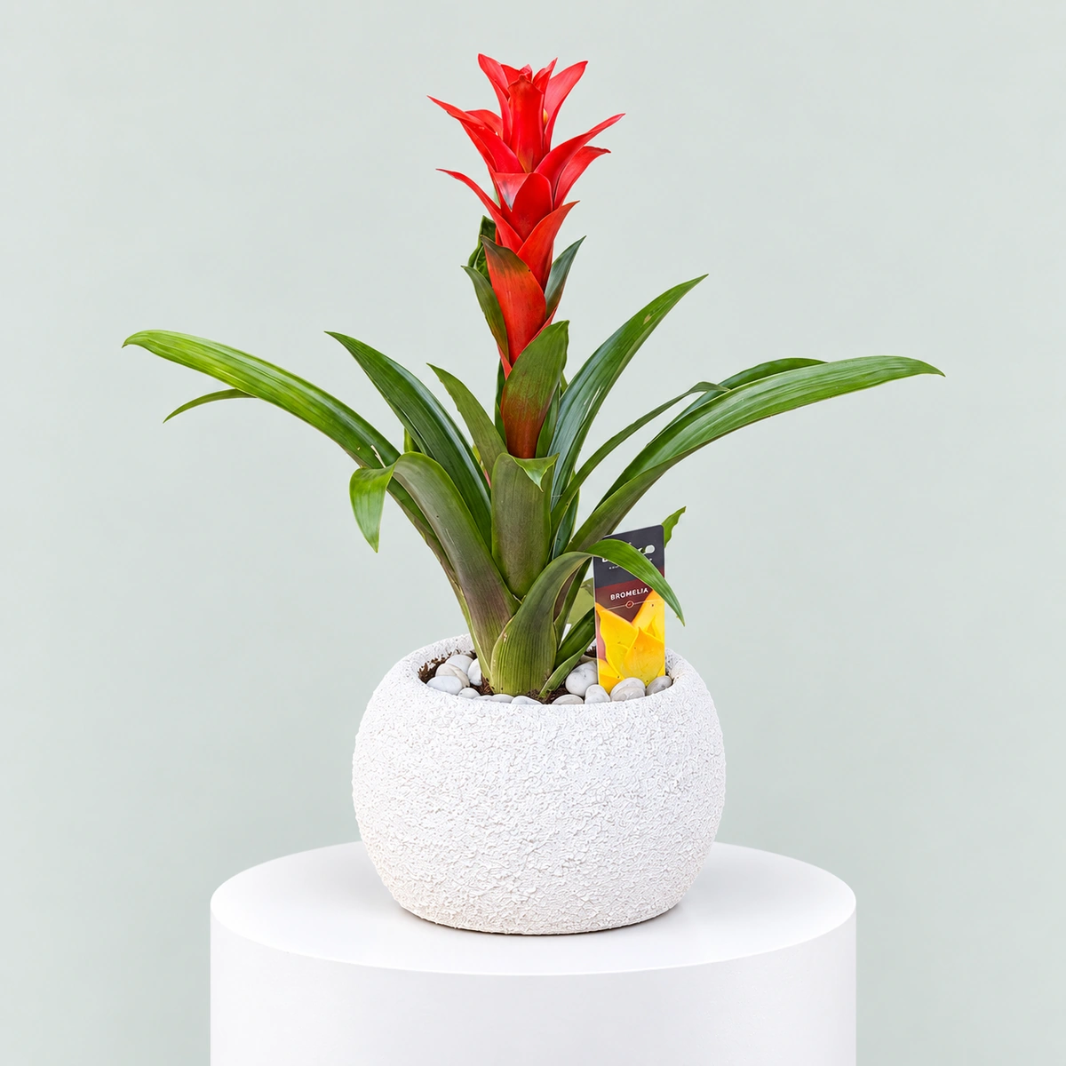 Tropical Flame Red Guzmania Plant in Ceramic Pot Red Guzmania bromeliad indoor plant in a round textured white ceramic pot with decorative white pebbles.